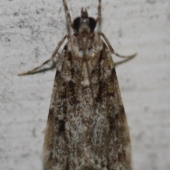 Unidentified Pyralid or Snout Moth (Pyralidae & Crambidae) at Tathra, NSW - 24 Mar 2022 by KerryVance