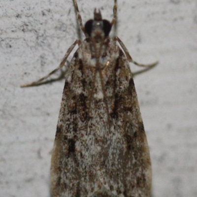 Unidentified Pyralid or Snout Moth (Pyralidae & Crambidae) at Tathra, NSW - 24 Mar 2022 by KerryVance