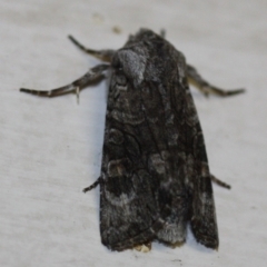 Neumichtis expulsa (A Noctuid moth) at Tathra, NSW - 28 Mar 2022 by KerryVance2