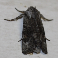 Agrotis porphyricollis at Tathra, NSW - 28 Mar 2022 by KerryVance