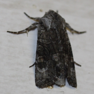 Neumichtis expulsa (A Noctuid moth) at Tathra, NSW - 28 Mar 2022 by KerryVance2