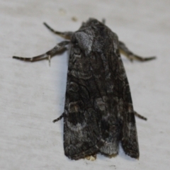 Unidentified Noctuoid moths (except Arctiinae) (TBC) at Tathra, NSW - 28 Mar 2022 by KerryVance