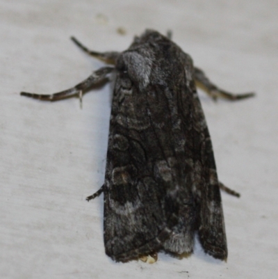 Unidentified Noctuoid moth (except Arctiinae) at Tathra, NSW - 28 Mar 2022 by KerryVance