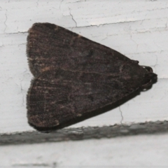 Unidentified Pyralid or Snout Moth (Pyralidae & Crambidae) at Tathra, NSW - 26 Mar 2022 by KerryVance