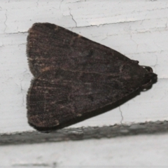 Catamola funerea at Tathra Public School - 26 Mar 2022 by KerryVance