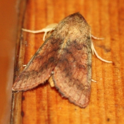 Unidentified Noctuoid moth (except Arctiinae) at Tathra, NSW - 16 Mar 2022 by KerryVance