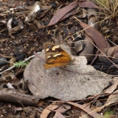 Heteronympha merope (Common Brown) at Molonglo Valley, ACT - 9 Apr 2022 by MatthewFrawley