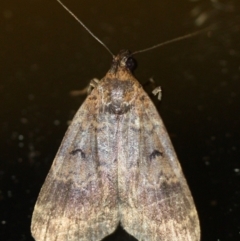 Uresiphita ornithopteralis at Tathra Public School - 28 Mar 2022 by KerryVance