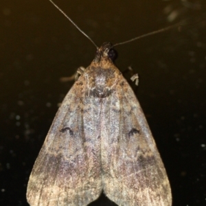 Hydrillodes dimissalis at Tathra, NSW - 28 Mar 2022 10:30 PM