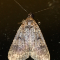 Unidentified Pyralid or Snout Moth (Pyralidae & Crambidae) (TBC) at Tathra, NSW - 28 Mar 2022 by KerryVance