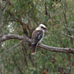 Dacelo novaeguineae (Laughing Kookaburra) at Molonglo Valley, ACT - 9 Apr 2022 by MatthewFrawley