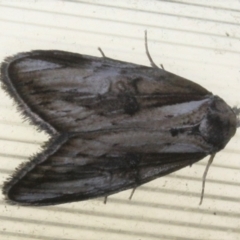 Unidentified Moth (Lepidoptera) at Tathra Public School - 15 Mar 2022 by KerryVance