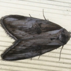 Unidentified Moth (Lepidoptera) (TBC) at Tathra, NSW - 15 Mar 2022 by KerryVance