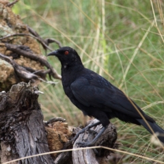 Corcorax melanorhamphos (White-winged Chough) at Point 4081 - 9 Apr 2022 by MatthewFrawley
