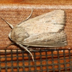 Unidentified Noctuoid moth (except Arctiinae) at Tathra, NSW - 15 Mar 2022 by KerryVance