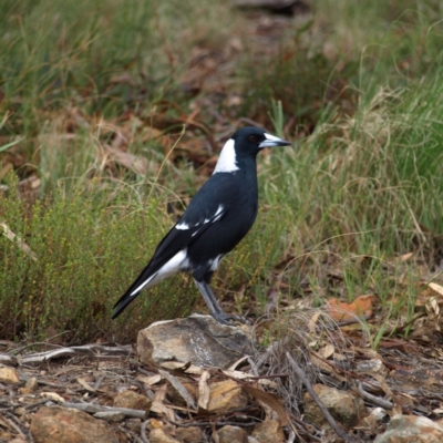 Gymnorhina tibicen (Australian Magpie) at Aranda Bushland - 9 Apr 2022 by MatthewFrawley