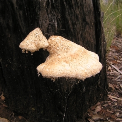 Laetiporus portentosus (White Punk) at Aranda Bushland - 9 Apr 2022 by MatthewFrawley