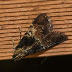Orthaga thyrisalis at Tathra, NSW - 18 Mar 2022 10:33 PM