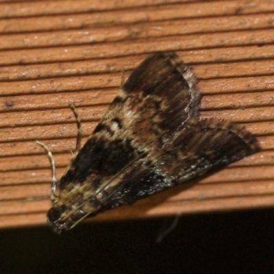 Unidentified Moth (Lepidoptera) at Tathra, NSW - 18 Mar 2022 by KerryVance