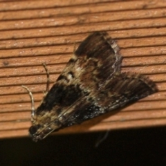 Unidentified Moth (Lepidoptera) (TBC) at Tathra, NSW - 18 Mar 2022 by KerryVance