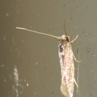 Opogona omoscopa (Detritus Moth) at Tathra, NSW - 28 Mar 2022 by KerryVance2
