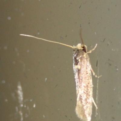 Unidentified Moth (Lepidoptera) at Tathra, NSW - 28 Mar 2022 by KerryVance