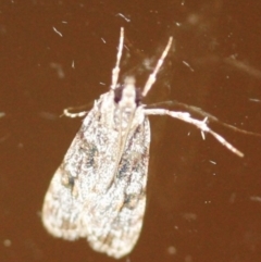 Unidentified Moth (Lepidoptera) at Tathra Public School - 28 Mar 2022 by KerryVance