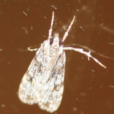 Unidentified Moth (Lepidoptera) at Tathra Public School - 28 Mar 2022 by KerryVance