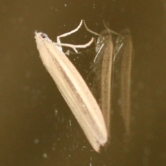 Meyriccia latro (Pyralid moth) at Tathra, NSW - 21 Mar 2022 by KerryVance2