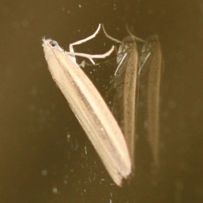 Unidentified Moth (Lepidoptera) at Tathra, NSW - 20 Mar 2022 by KerryVance