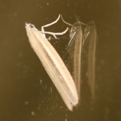 Unidentified Moth (Lepidoptera) (TBC) at Tathra, NSW - 20 Mar 2022 by KerryVance