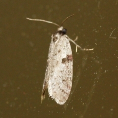 Lepidoscia euryptera at Tathra Public School - 20 Mar 2022 by KerryVance