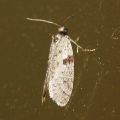 Lepidoscia euryptera at Tathra, NSW - 20 Mar 2022 by KerryVance