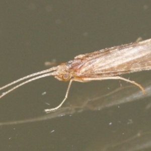 Trichoptera (order) at Tathra, NSW - 21 Mar 2022 12:55 AM