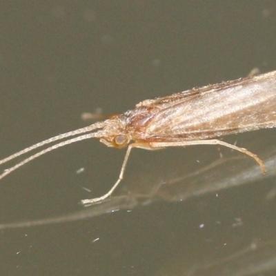 Trichoptera (order) (Unidentified Caddisfly) at Tathra, NSW - 21 Mar 2022 by KerryVance2