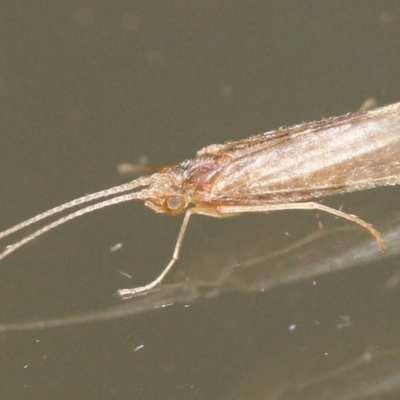 Unidentified Insect at Tathra Public School - 20 Mar 2022 by KerryVance