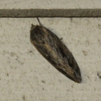 Unverified Moth (Lepidoptera) at Tathra, NSW - 15 Mar 2022 by KerryVance2