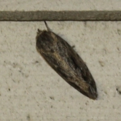Unidentified Moth (Lepidoptera) at Tathra, NSW - 15 Mar 2022 by KerryVance