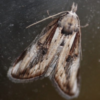 Unidentified Moth (Lepidoptera) at Tathra Public School - 15 Mar 2022 by KerryVance