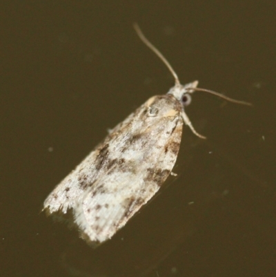 Unidentified Moth (Lepidoptera) at Tathra, NSW - 15 Mar 2022 by KerryVance