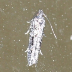 Unidentified Moth (Lepidoptera) at Tathra, NSW - 16 Mar 2022 by KerryVance