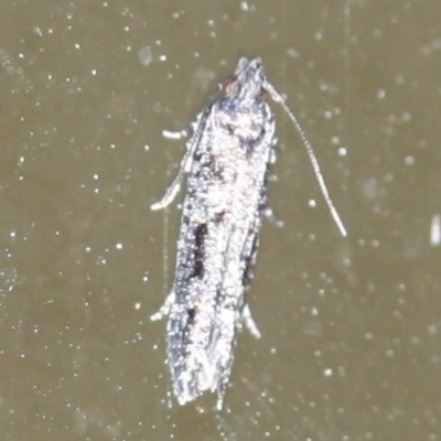 Unidentified Moth (Lepidoptera) at Tathra Public School - 16 Mar 2022 by KerryVance