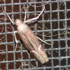 Unidentified Moth (Lepidoptera) at Tathra Public School - 16 Mar 2022 by KerryVance