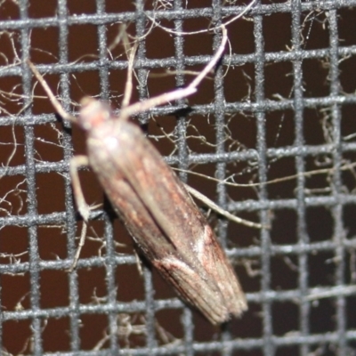 Unidentified Moth (Lepidoptera) at Tathra Public School - 16 Mar 2022 by KerryVance