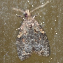 Unidentified Tortricid moth (Tortricidae) at Tathra, NSW - 1 Dec 2019 by KerryVance