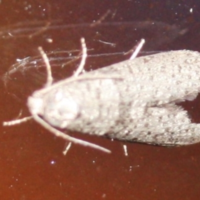 Lepidoscia (genus) ADULT (A Case moth) at Tathra, NSW - 17 Mar 2022 by KerryVance2
