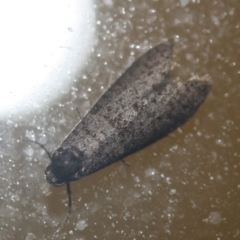 Lepidoscia (genus) ADULT (A Case moth) at Tathra, NSW - 17 Mar 2022 by KerryVance2