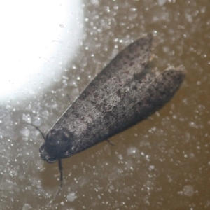 Lepidoscia (genus) ADULT at Tathra, NSW - 17 Mar 2022 09:34 PM