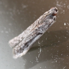 Unidentified Pyralid or Snout Moth (Pyralidae & Crambidae) at Tathra, NSW - 21 Mar 2022 by KerryVance