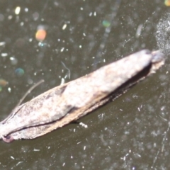 Unidentified Tortricid moth (Tortricidae) at Tathra, NSW - 1 Jan 2020 by KerryVance